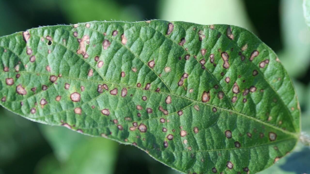 Leaf spot